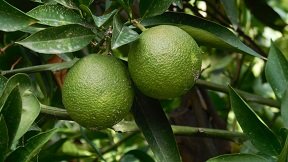 Fodele, Crete, Kreta