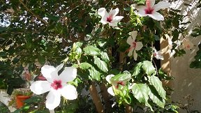 Fodele, Crete, Kreta