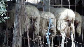 Apoini, Crete, Kreta