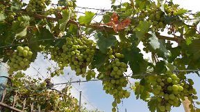 Apoini, Crete, Kreta