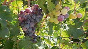 Apoini, Crete, Kreta