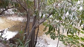 Cafe Snackbar Domenico in Fodele, Crete, Kreta