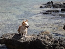 Kedrodasos Beach, Crete, Kreta