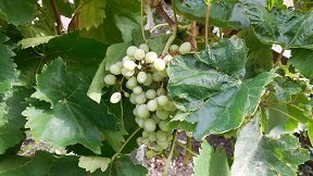 Orino, Crete, Kreta.