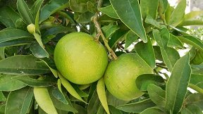 Spilia, Crete, Kreta