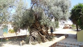 Vouves, Crete, Kreta