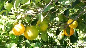 Vouves, Crete, Kreta