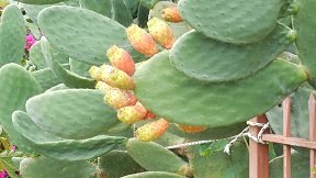 Agios Vasilios, Kreta, Crete