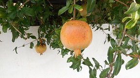 Kaloni, Kreta, Crete