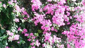 Kaloni, Kreta, Crete