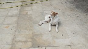 Kaloni, Kreta, Crete