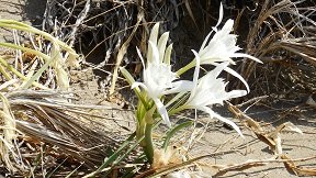 Tsoutsouros beach, Crete, Kreta.
