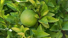 Kato Kastelliana, Kreta, Crete