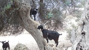 Pervolitsa, Crete, Kreta