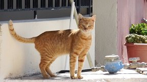 Kato Chorio, Crete, Kreta