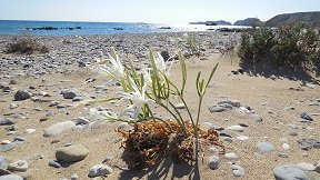 Koufonisi island Crete, Kreta