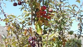 Thripti, Crete, Kreta