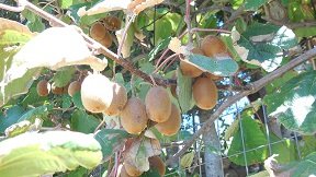 Thripti, Crete, Kreta