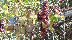 Thripti, Crete, Kreta