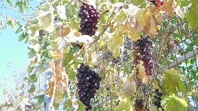 Thripti, Crete, Kreta