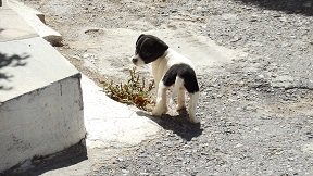 Meseleri, Crete, Kreta