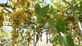 Meseleri, Crete, Kreta