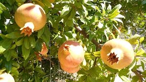 Meseleri, Crete, Kreta