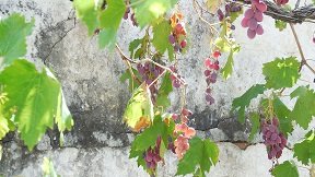 Mouzouras, Crete, Kreta