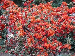 Marathos, Crete, Kreta