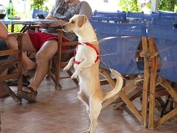Michalis taverna - Tsoutsouros beach, Crete.