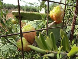 Agia Triada monastery, Akrotiri, Crete.