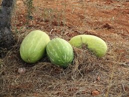 Agia Triada monastery, Akrotiri, Crete.