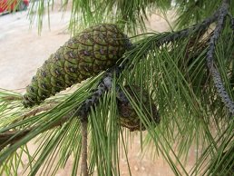 Agia Triada monastery, Akrotiri, Crete.