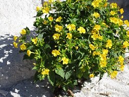 Kato Vianos, Kreta, Crete.