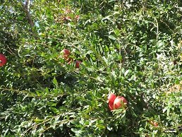 Kato Vianos, Kreta, Crete.