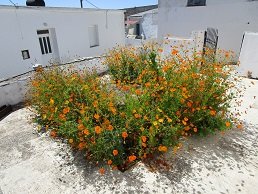 Ziros, Kreta, Crete.