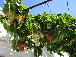 Ziros, Kreta, Crete.