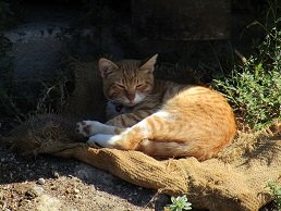 Sikia, Sykia, Lassithi, Kreta, Crete.