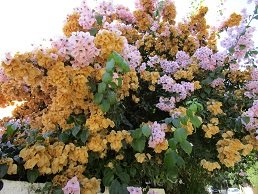 Achladia, Lassithi, Kreta, Crete.