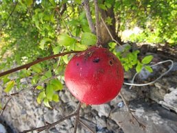 Skordilo, Lassithi, Kreta, Crete.