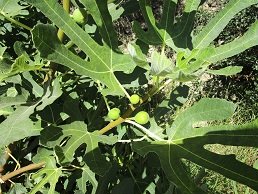 Kato Kria, Lassithi, Kreta, Crete.