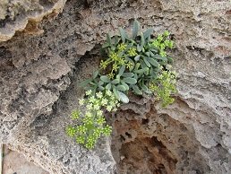 Stavros beach, Kreta, Crete.