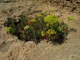 Stavros beach, Kreta, Crete.
