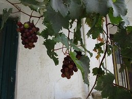 Platanos, Crete, Kreta