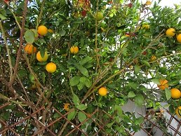 Pombia, Pompia, Crete, Kreta