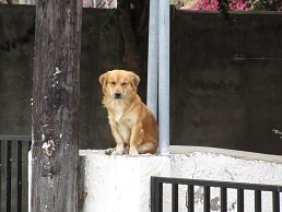 Vori, Voroi, Crete, Kreta