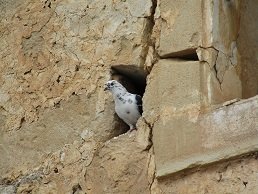 Vori, Voroi, Crete, Kreta