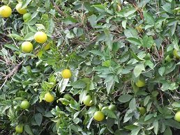 Magarikari, Crete, Kreta