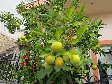 Charakas, Crete, Kreta