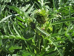 Schinokapsala, Crete, Kreta